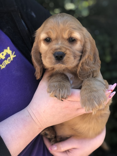 Loving golden Cavocker and Cockalier puppy dog held in arms at Puppy Shack Brisbane.